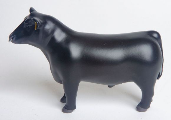 Angus Show Bull w/Nose Ring