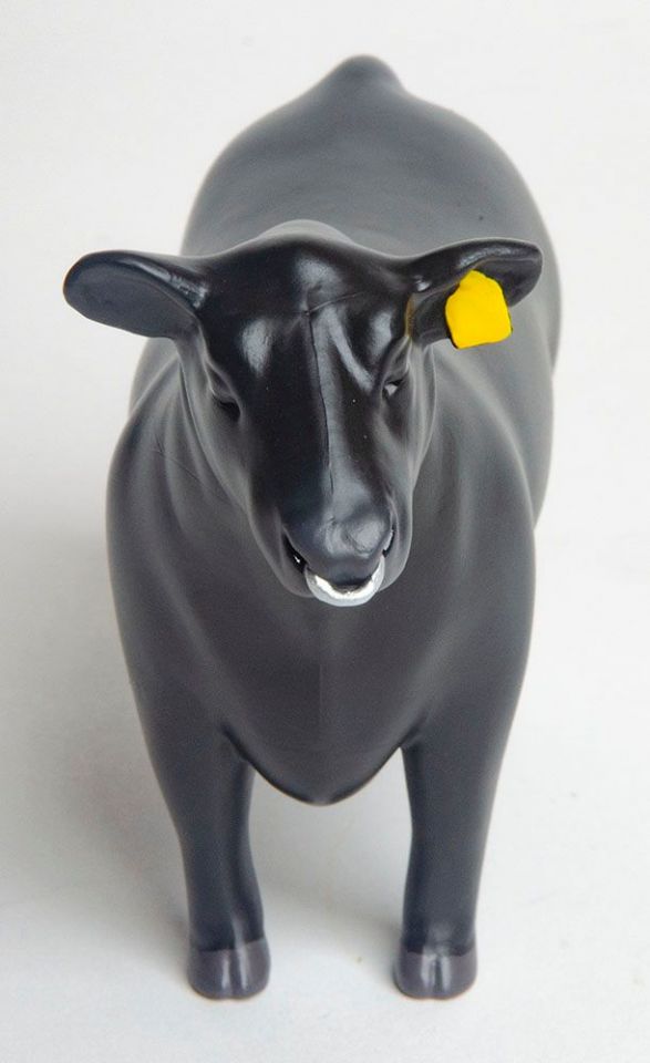 Angus Show Bull w/Nose Ring