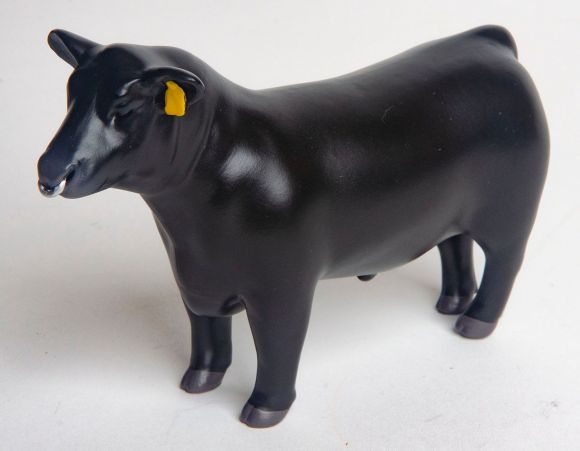 Angus Show Bull w/Nose Ring