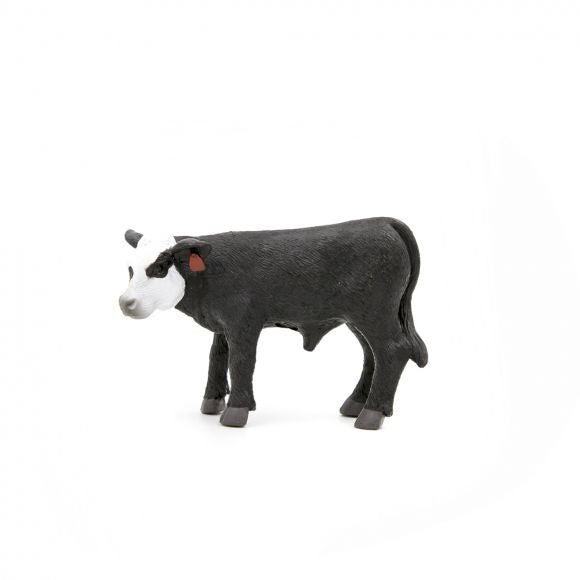 Black Baldy Calf