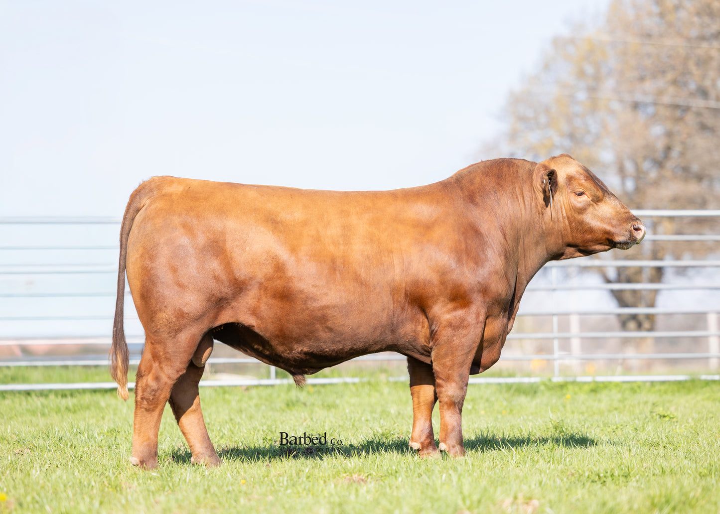 Amendment 513 007L