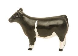 Champion Show Steer Crossbred Black and White