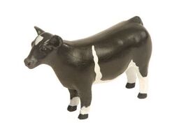 Champion Show Steer Crossbred Black and White