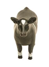 Champion Show Steer Crossbred Black and White