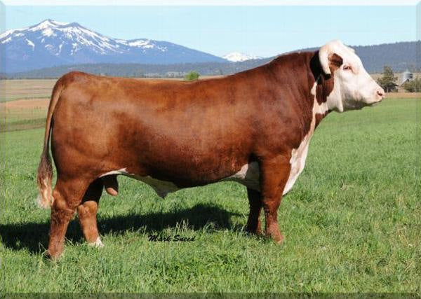 Advance S109