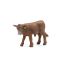 Red Angus Calf