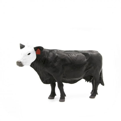 Black Baldy Cow