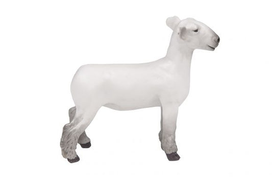 Champion Dorset Market Lamb