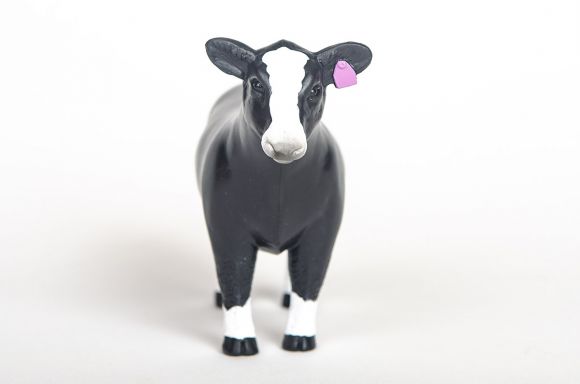 Champion Simmental Show Heifer