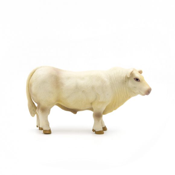 Charolais Bull