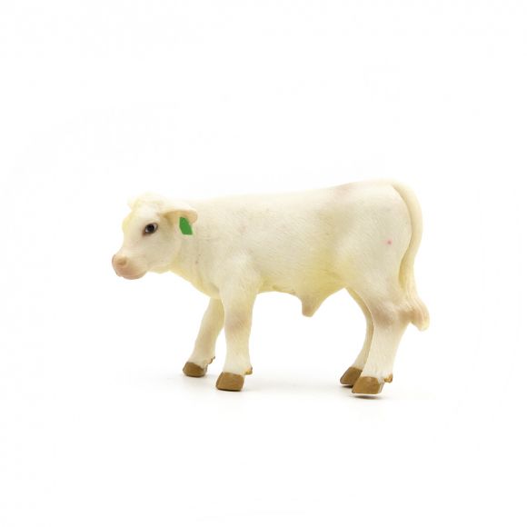 Charolais Calf