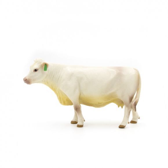 Charolais Cow