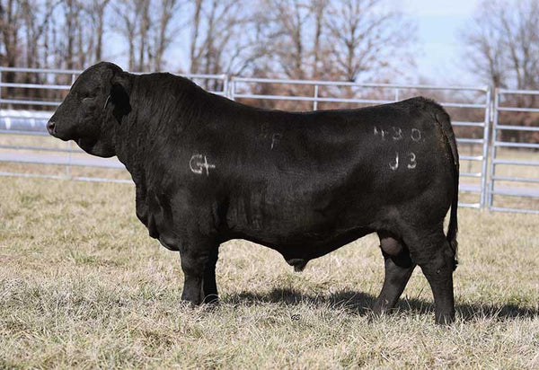 Ultra Onyx (Epic) – ShowMe Genetic Services